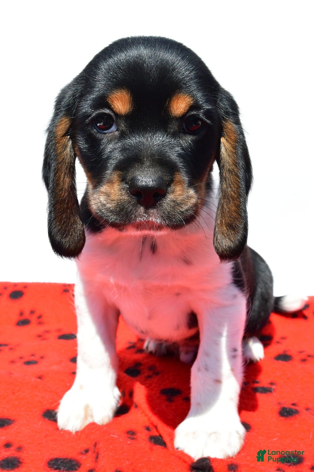 Beaglier dogs for sale: Ruger - Image 4