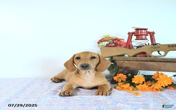 Miniature Dachshund dogs for sale: Twinkle - Image 10