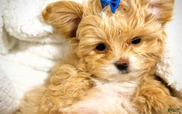 Maltipoo dogs for sale: Red Collared Boy - Image 2