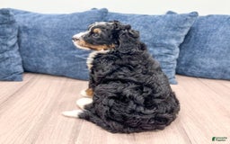 Mini Bernedoodle dogs for sale: Logan - Image 8