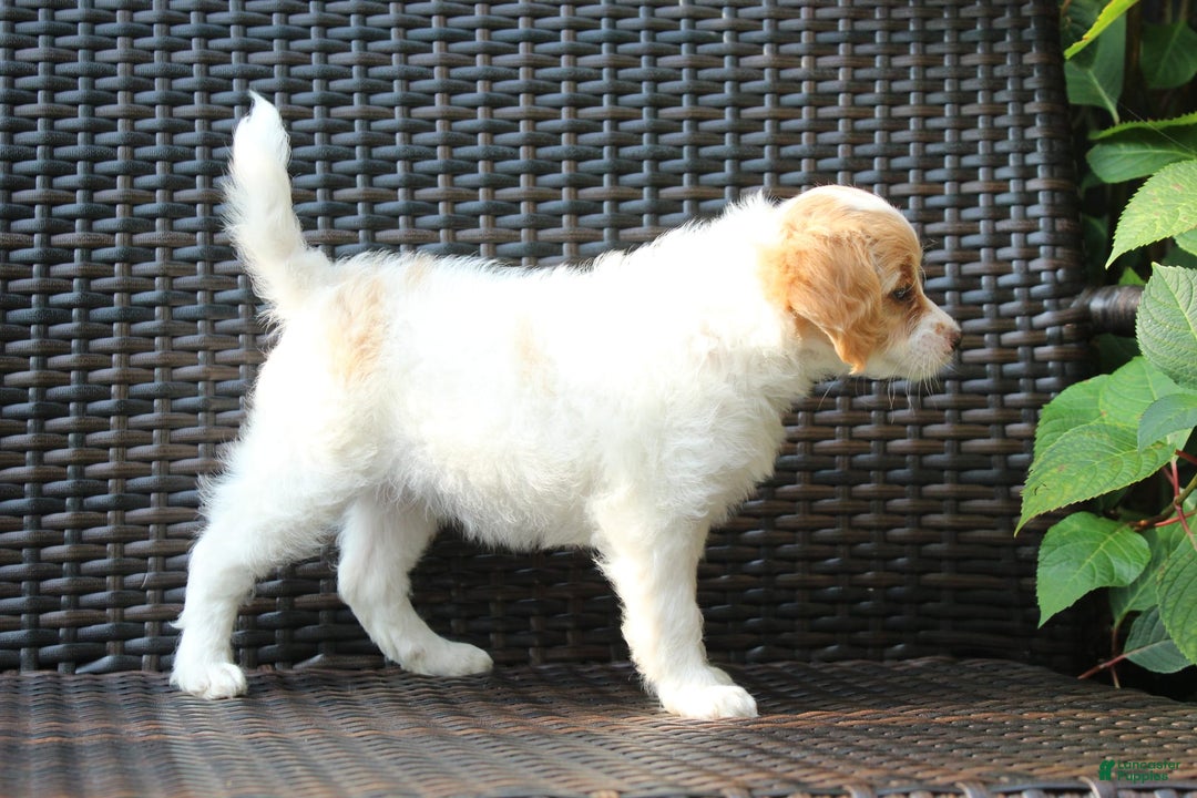 Miniature Poodle dogs for sale: Latisha - Image 6