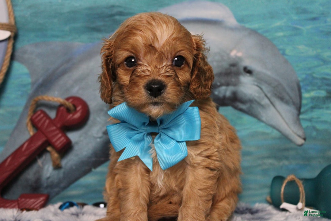Cavapoo dogs for sale: Phoenix - Image 56