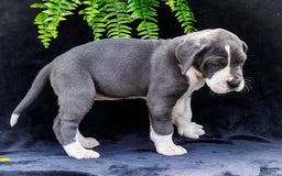 Great Dane dogs for sale: Missy - Image 3