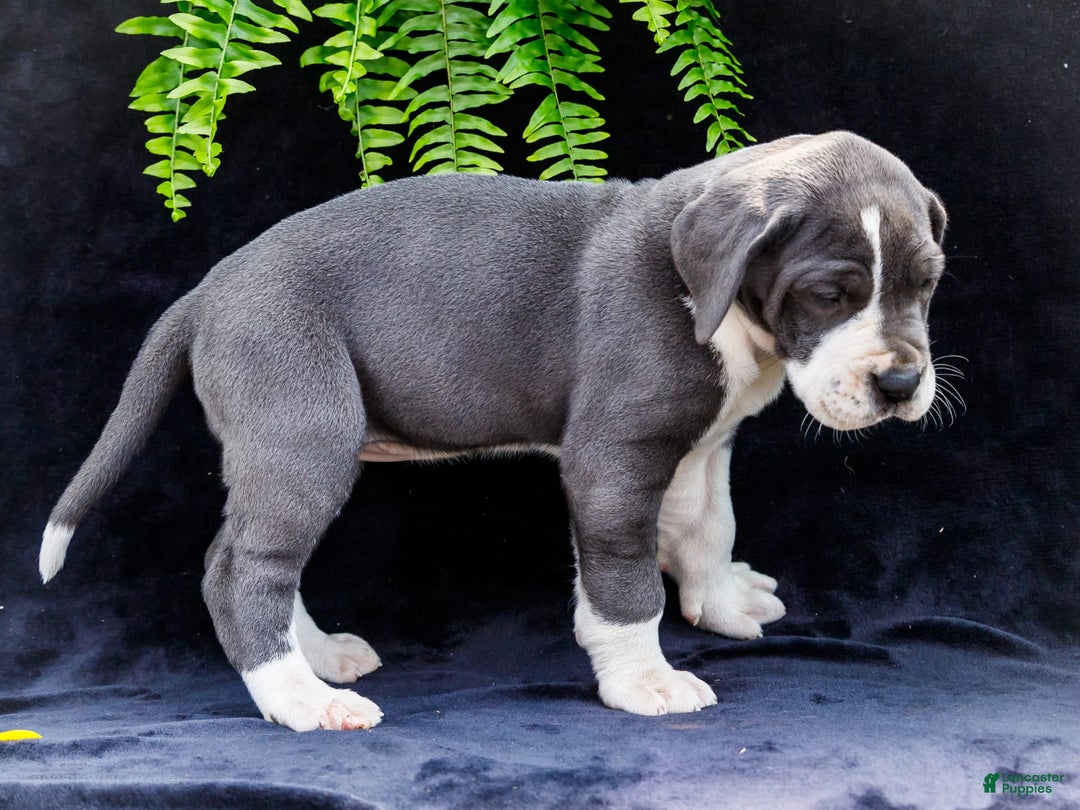 Great Dane dogs for sale: Missy - Image 3