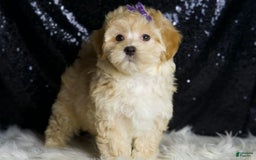 Maltipoo dogs for sale: Maltipoo 4 puppies - Image 3