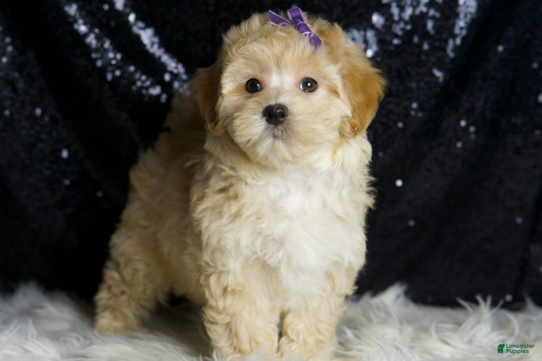 Maltipoo dogs for sale: Maltipoo 4 puppies - Image 3