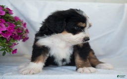 Bernedoodle dogs for sale: Jerry - Image 15