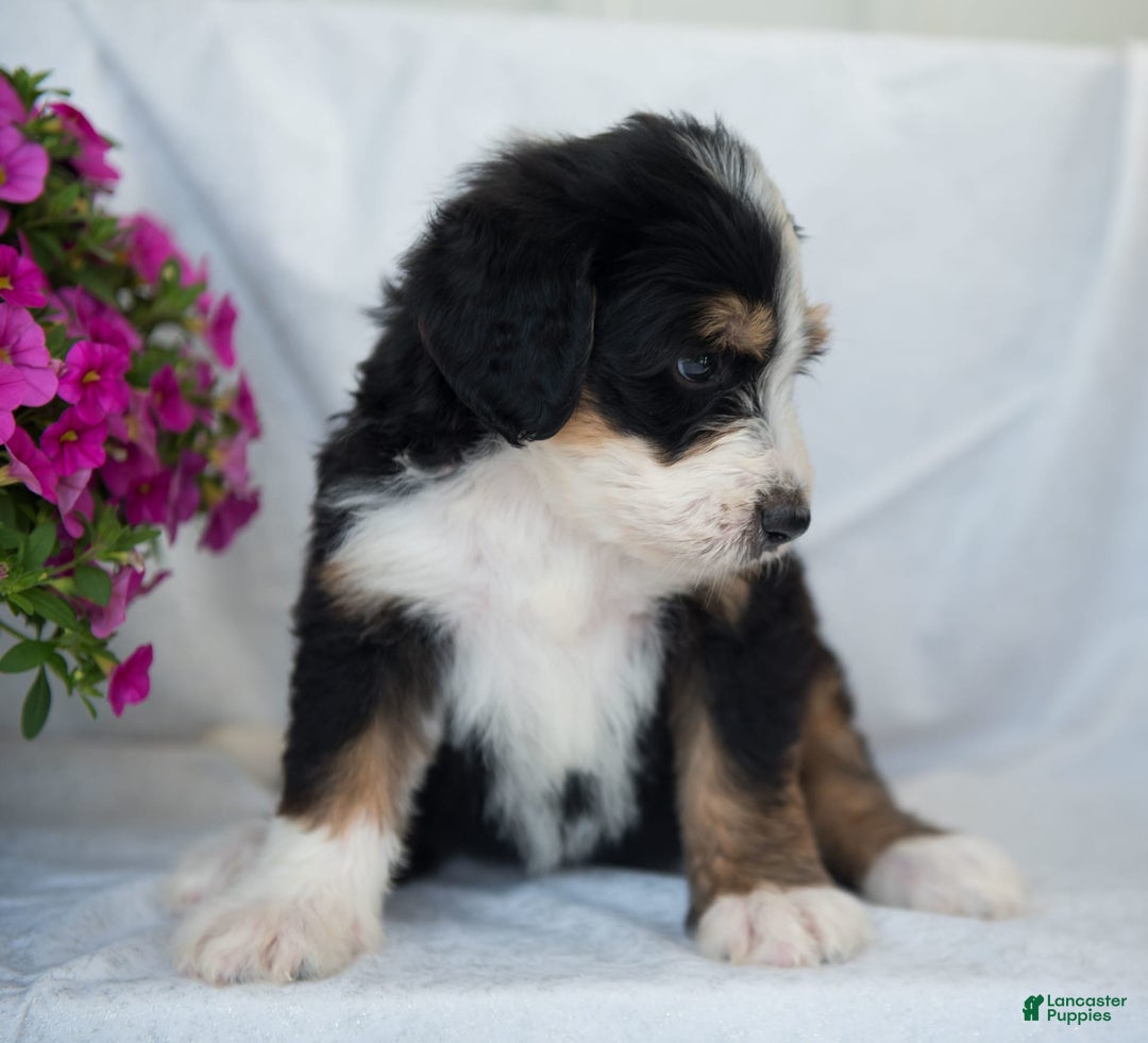 Bernedoodle dogs for sale: Jerry - Image 15