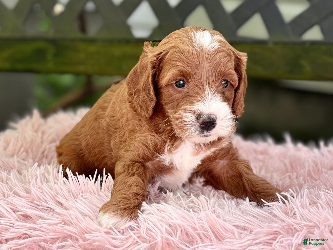 Cavapoo dogs for sale: Barbie - Image 5