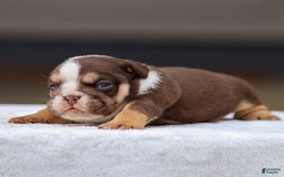 English Bulldog dogs for sale: Theo - Image 2