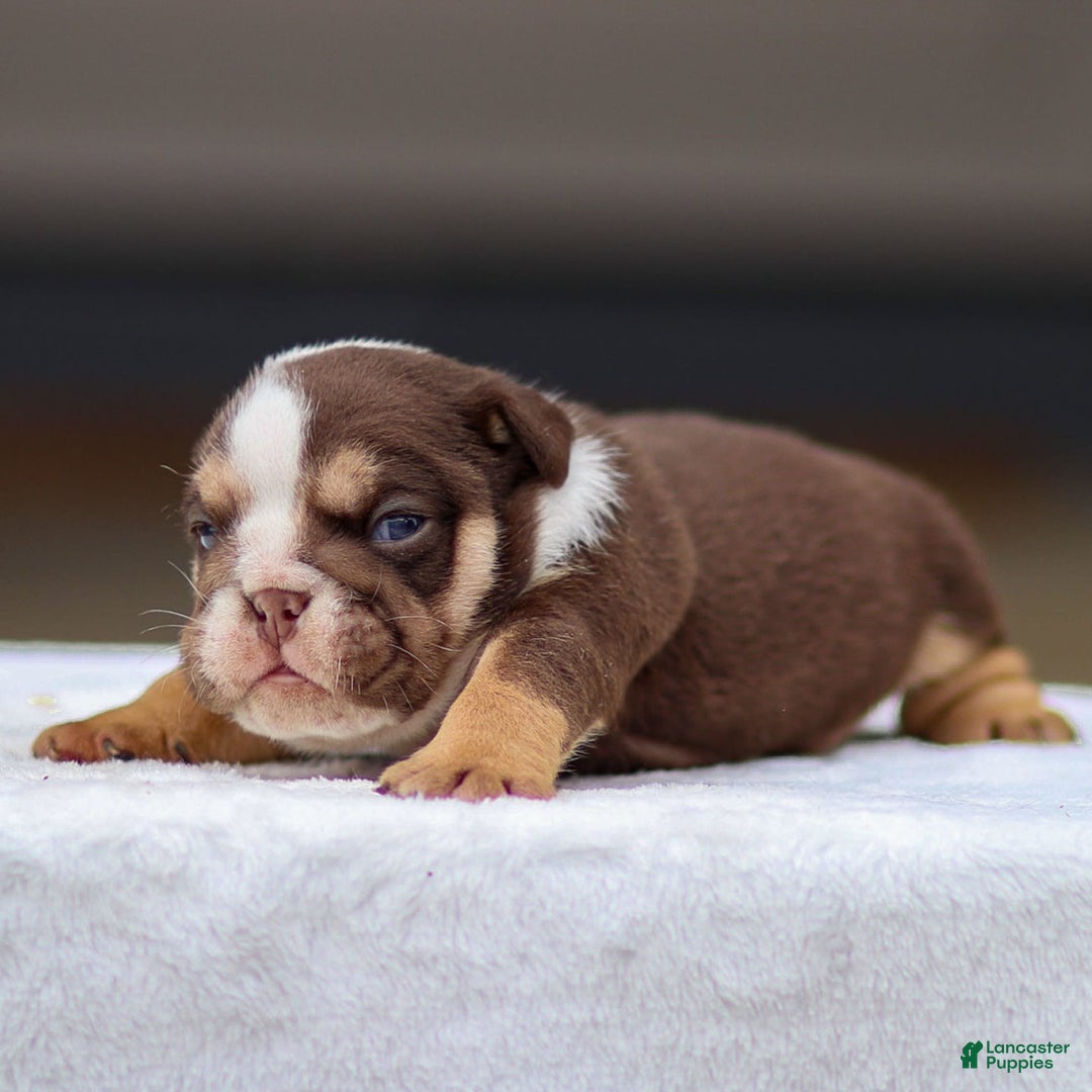 English Bulldog dogs for sale: Theo - Image 2