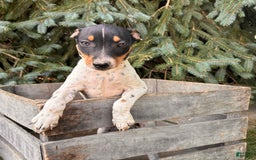 Rat Terrier dogs for sale: Stetson - Image 2