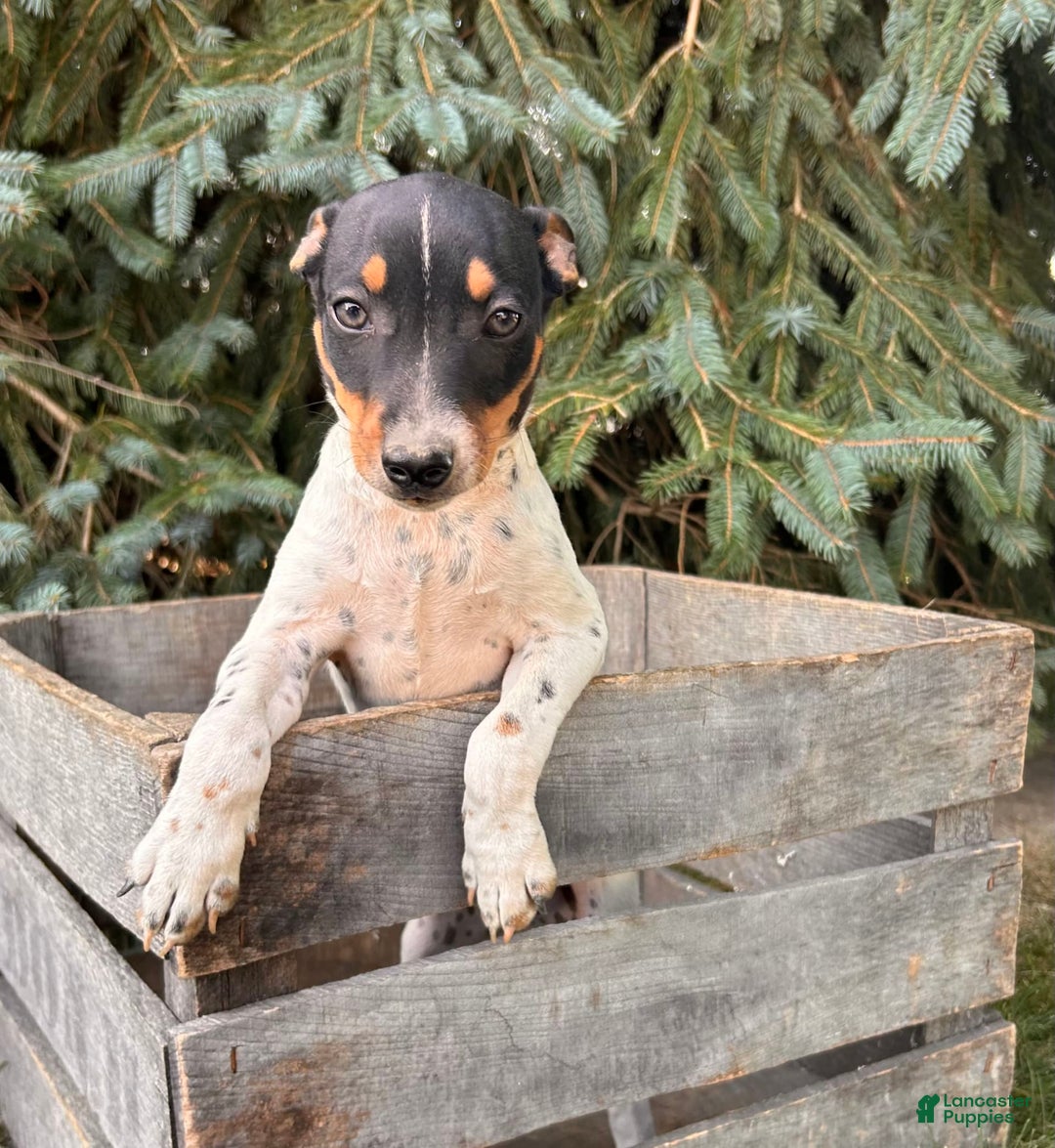 Rat Terrier dogs for sale: Stetson - Image 2