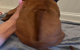 Rhodesian Ridgeback dogs for sale: Captain - Image 5