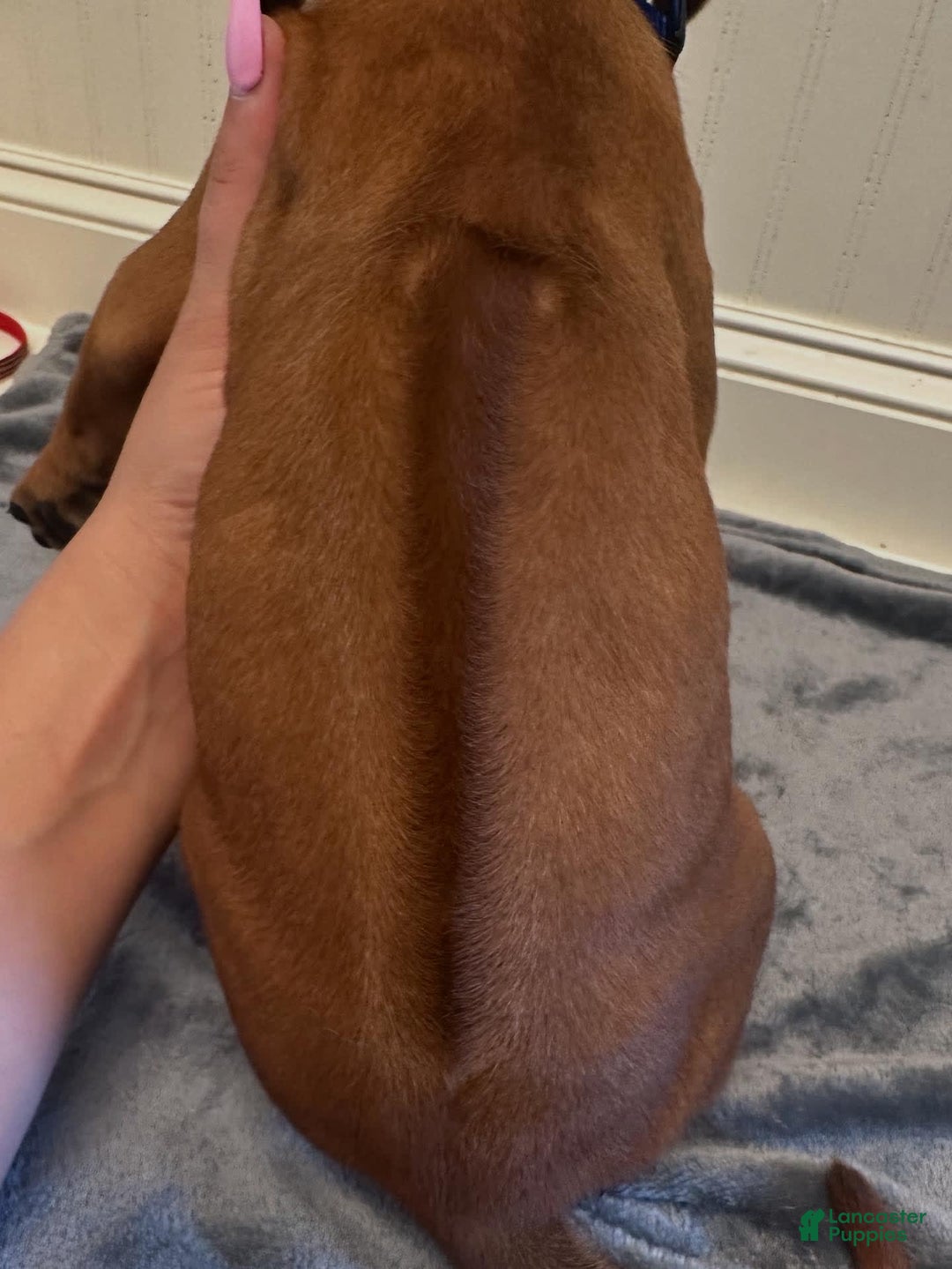 Rhodesian Ridgeback dogs for sale: Captain - Image 5