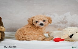 Bichpoo dogs for sale: Dixie - Image 9