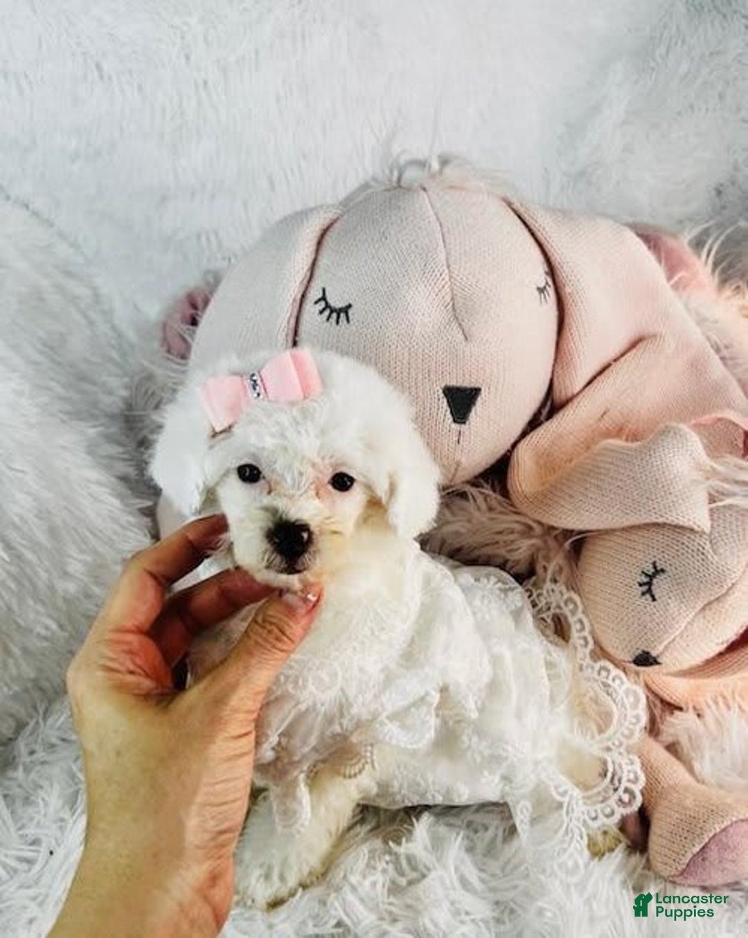 Toy Poodle dogs for sale: Pamy - Image 1
