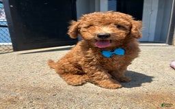  dogs for sale: Mini Goldendoodle 3 puppies - Image 1