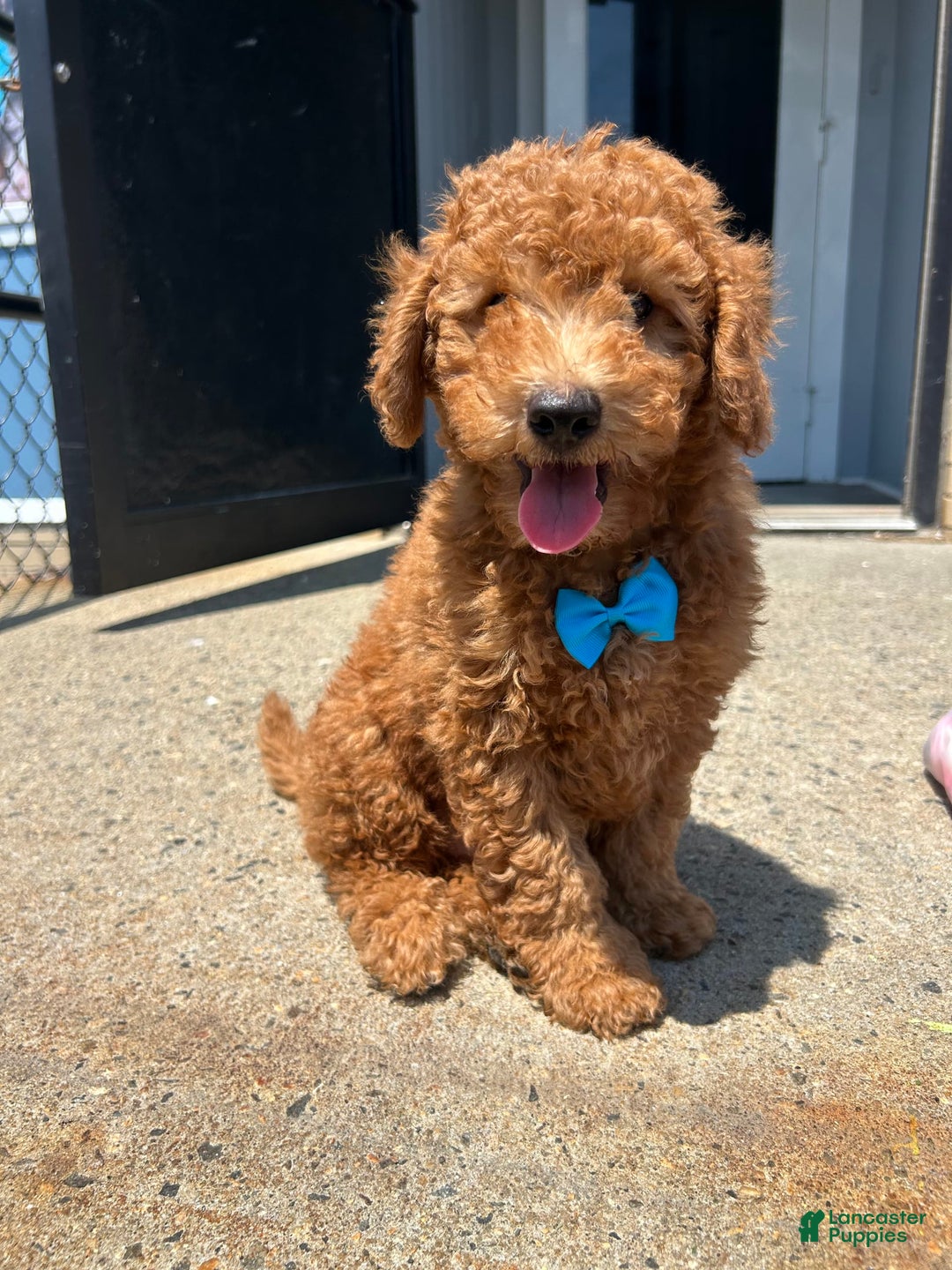  dogs for sale: Mini Goldendoodle 3 puppies - Image 1