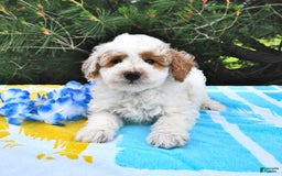 Mini Goldendoodle dogs for sale: Buster - Image 6