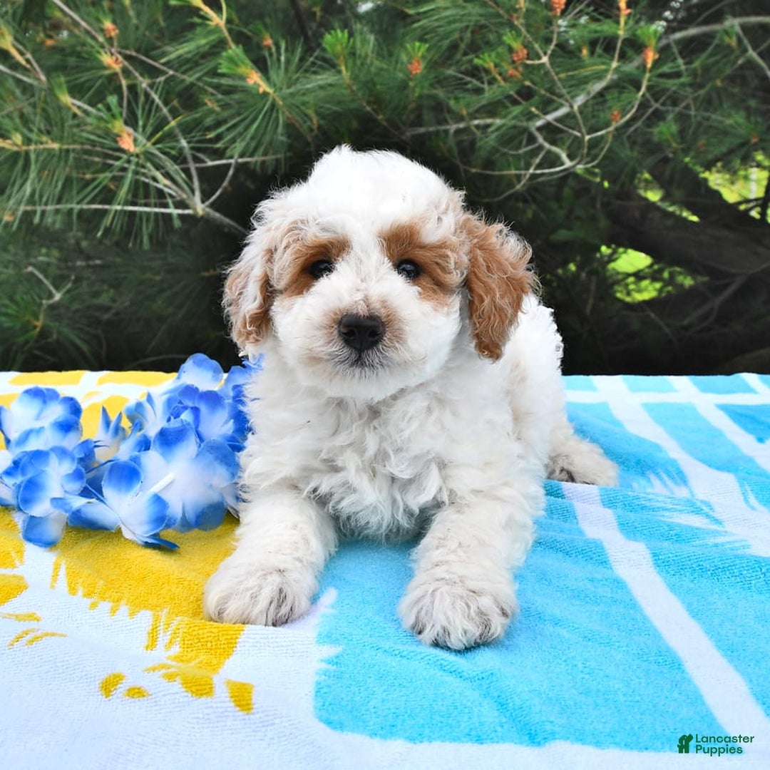 Mini Goldendoodle dogs for sale: Buster - Image 6