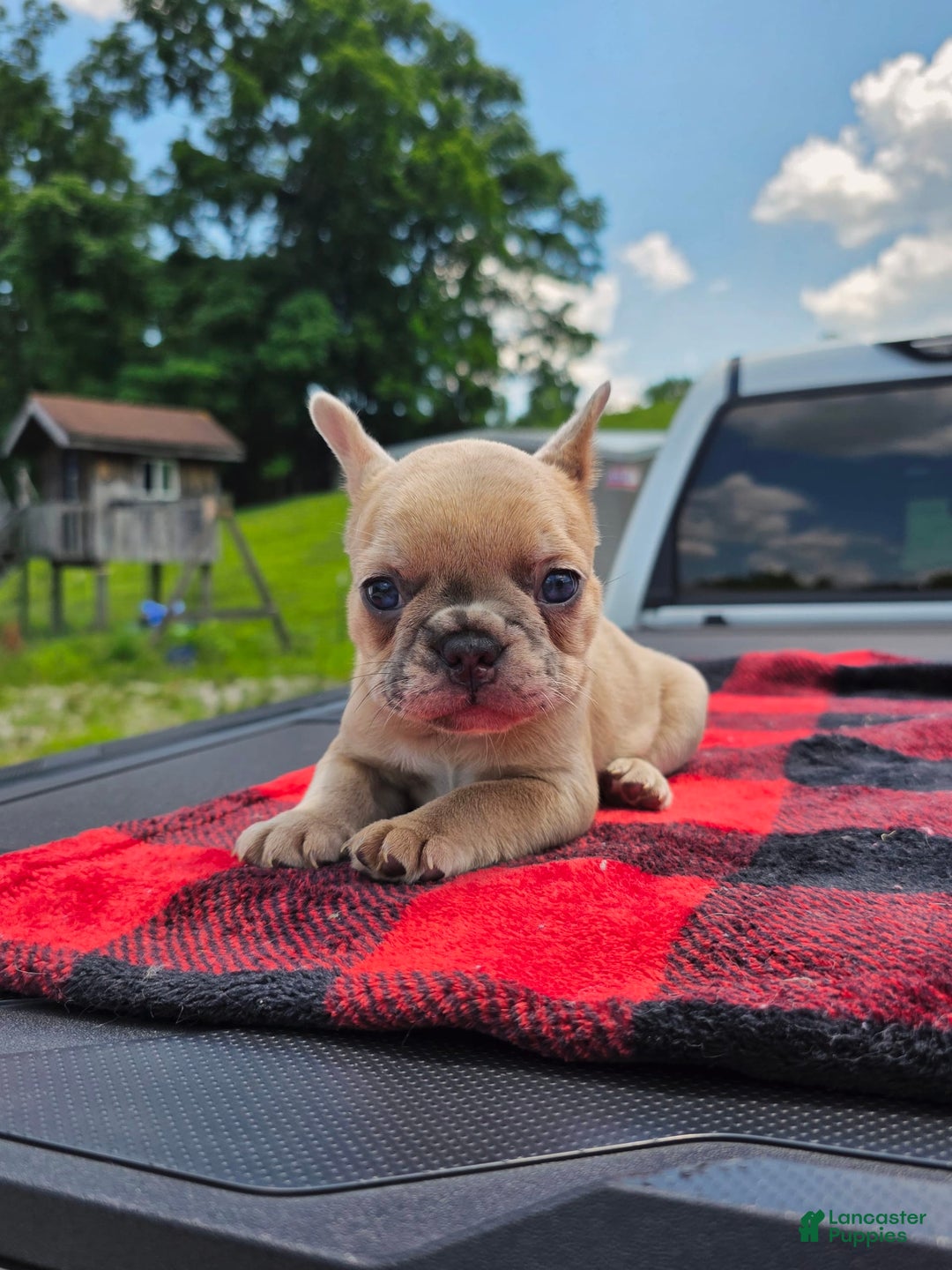 French Bulldog dogs for sale: Stella - Image 4