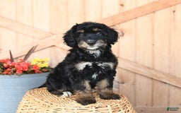 Mini Bernedoodle dogs for sale: Bluebell - Image 3