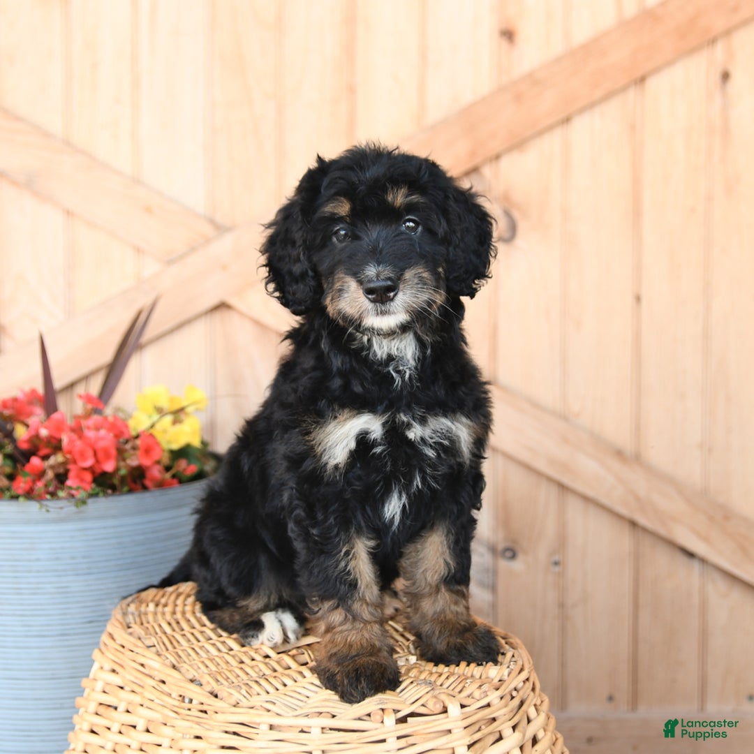 Mini Bernedoodle dogs for sale: Bluebell - Image 3