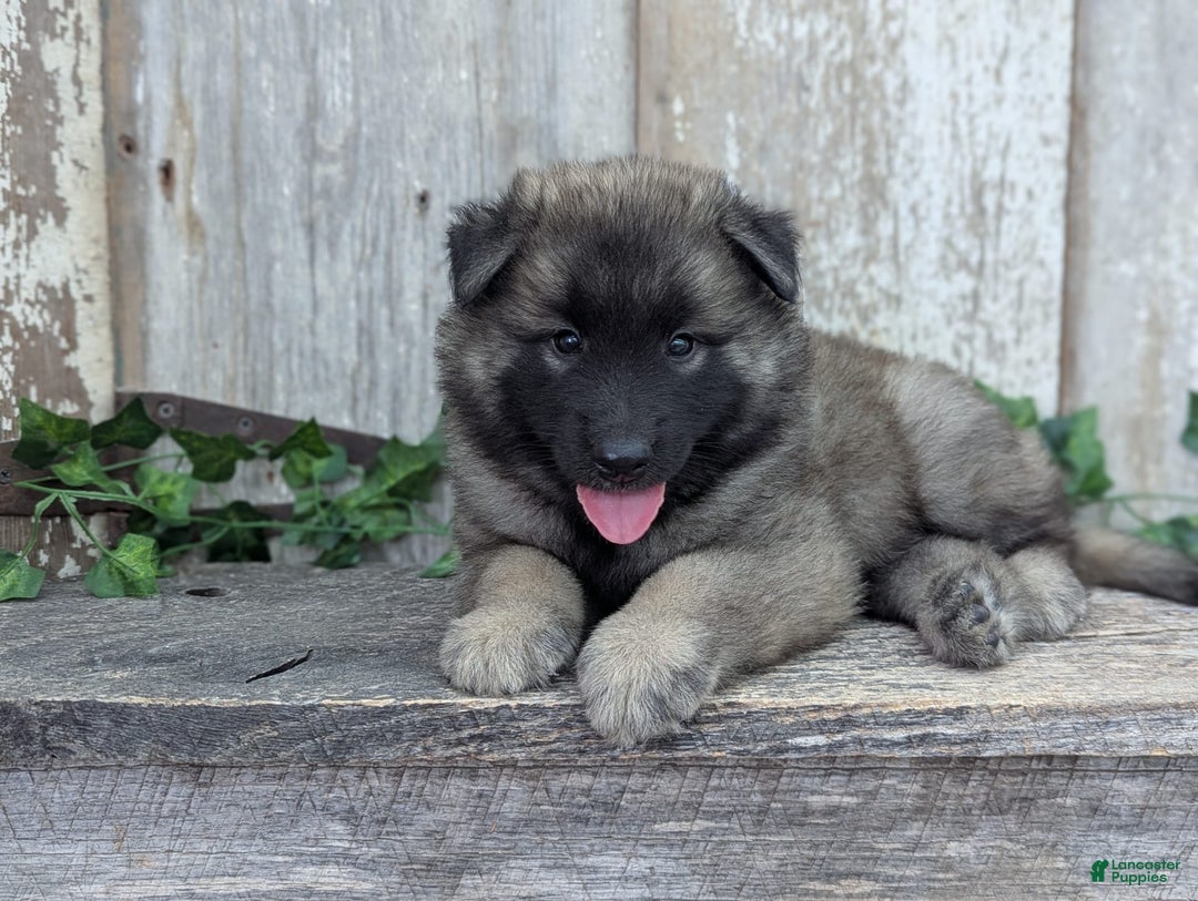 Belgian Tervuren dogs for sale: Smoke - Image 5
