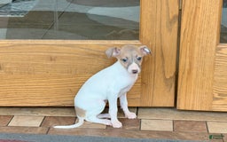 Italian Greyhound dogs for sale: Noel - Image 4