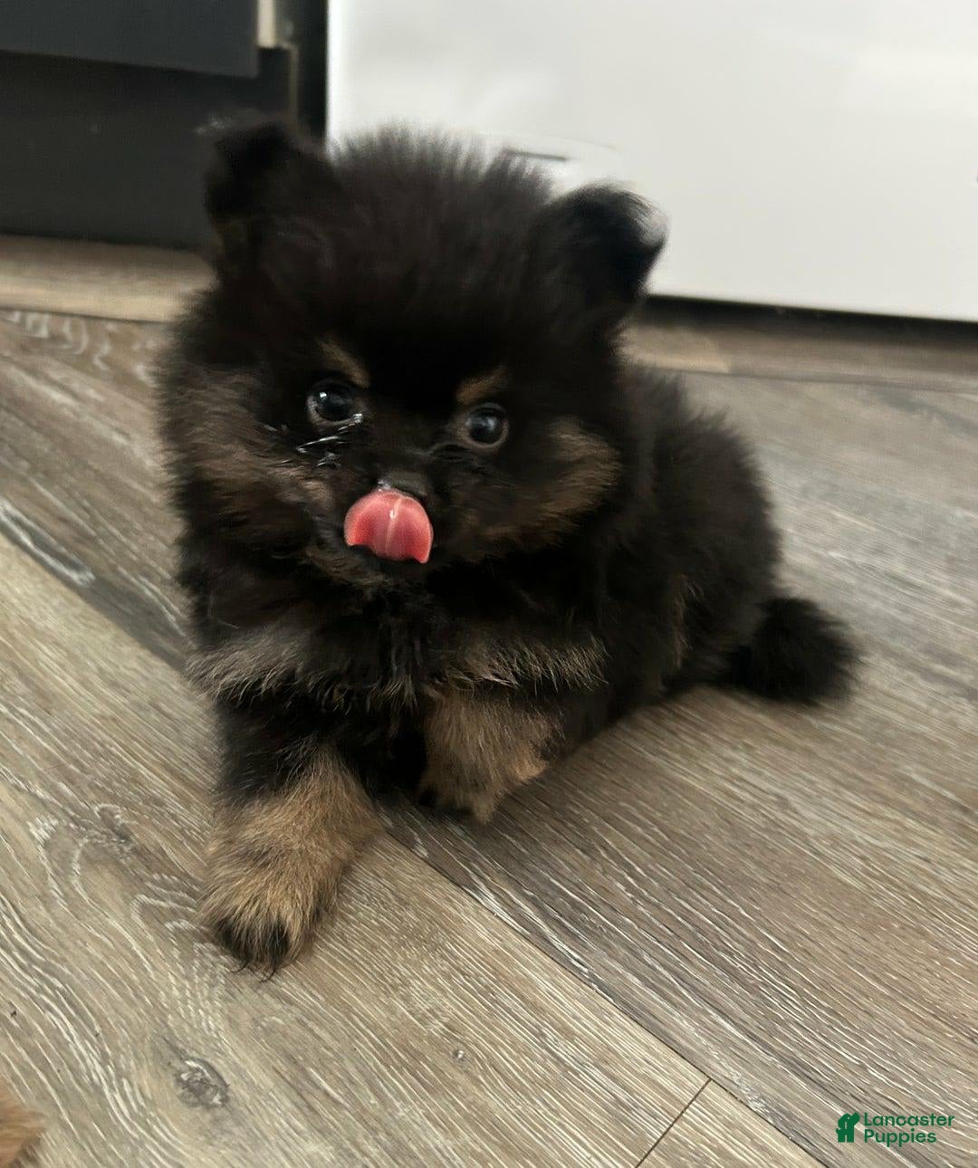 Pomeranian dogs for sale: Sydney - Image 3