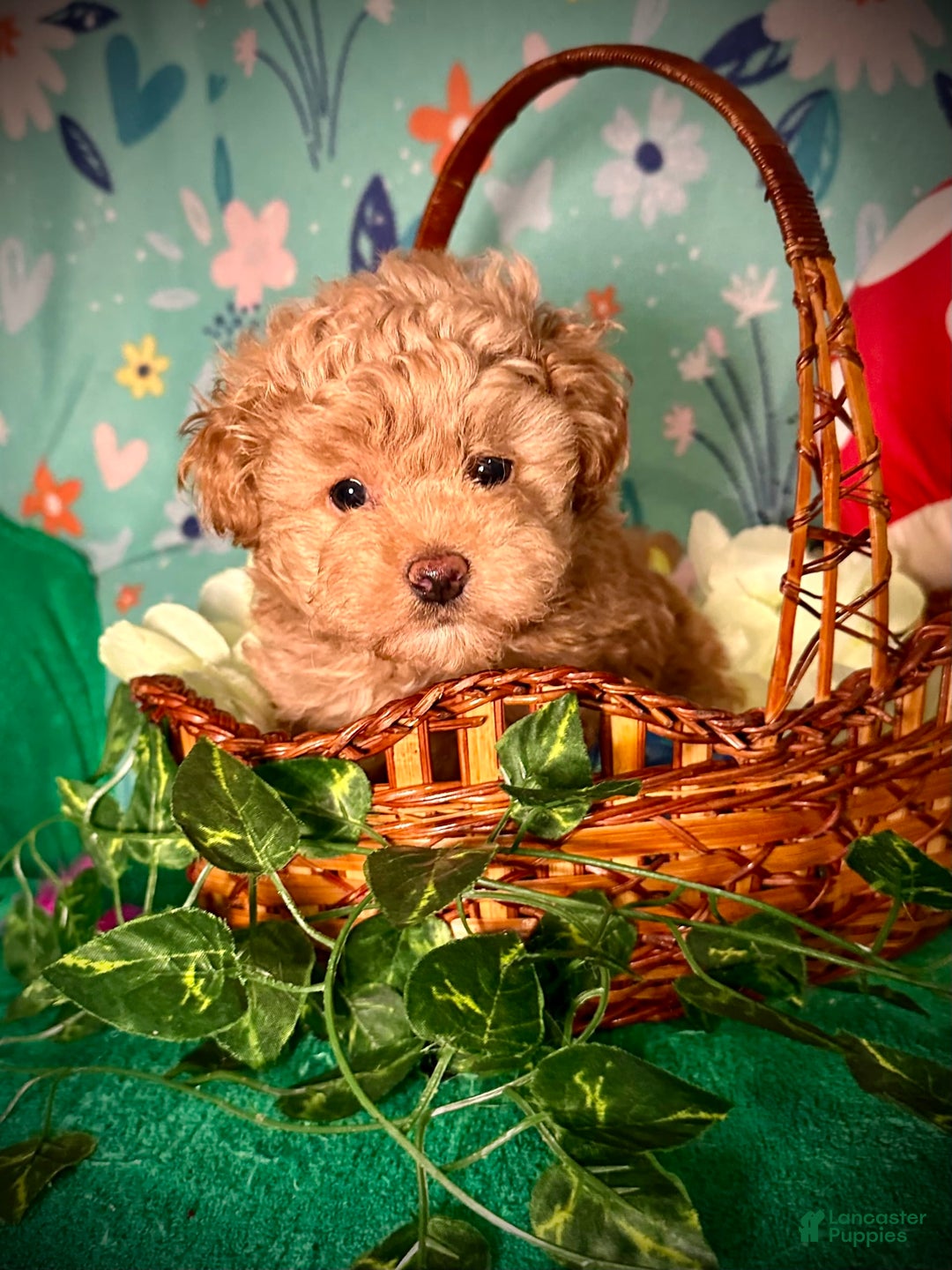 Maltipoo dogs for sale: Hanky - Image 4