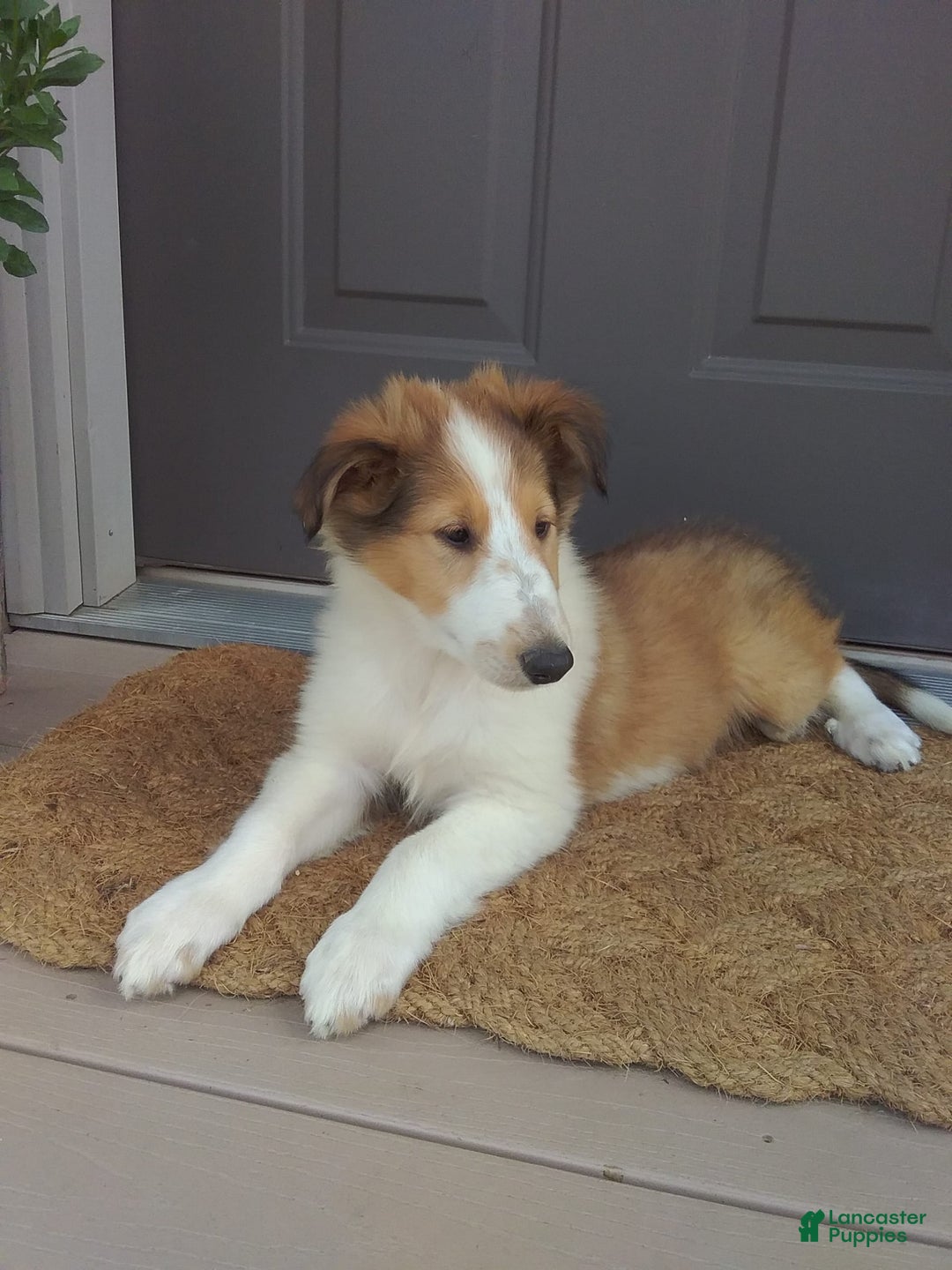 Collie dogs for sale: Dolly - Image 2