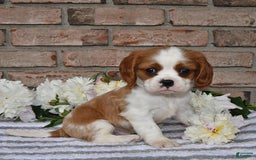 Cavalier King Charles Spaniel dogs for sale: Sparky - Image 13