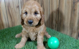 Cavapoo dogs for sale: Sprinkles Boy 1 - Image 3