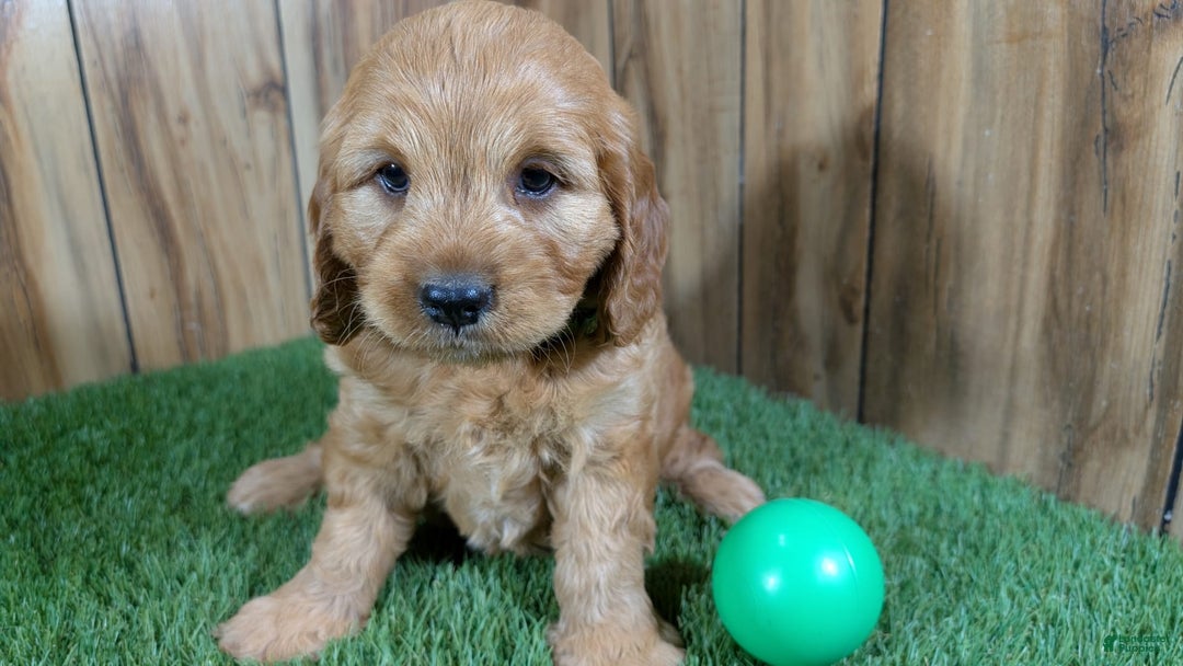 Cavapoo dogs for sale: Sprinkles Boy 1 - Image 3