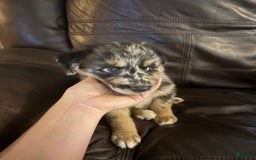 Border Collie dogs for sale: Runt - Image 2