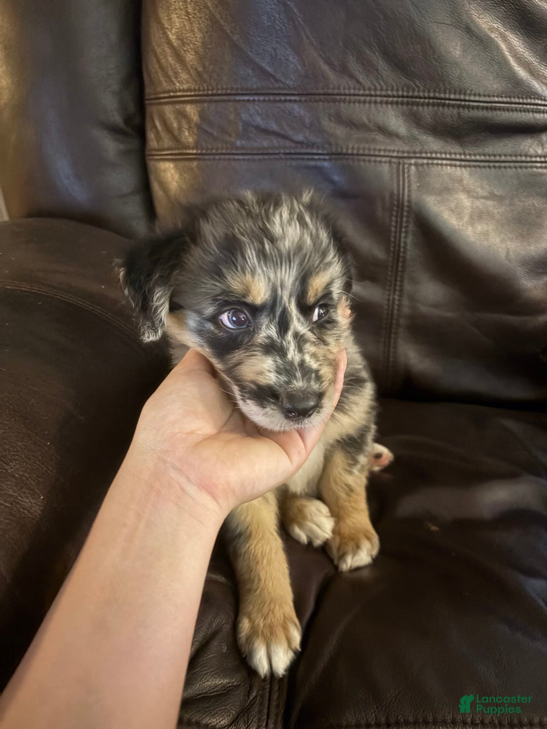 Border Collie dogs for sale: Runt - Image 2