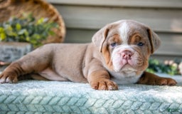 Beabull dogs for sale: Sweetie - Image 4