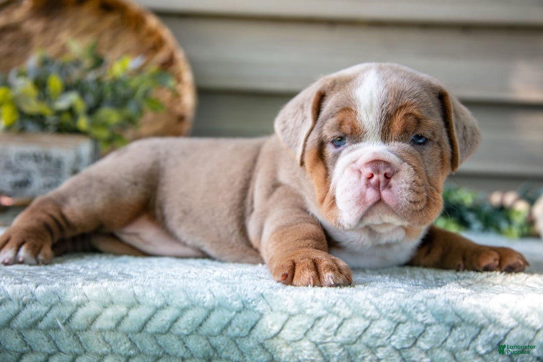 Beabull dogs for sale: Sweetie - Image 4