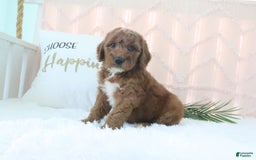 Goldendoodle dogs for sale: Sommer - Image 4