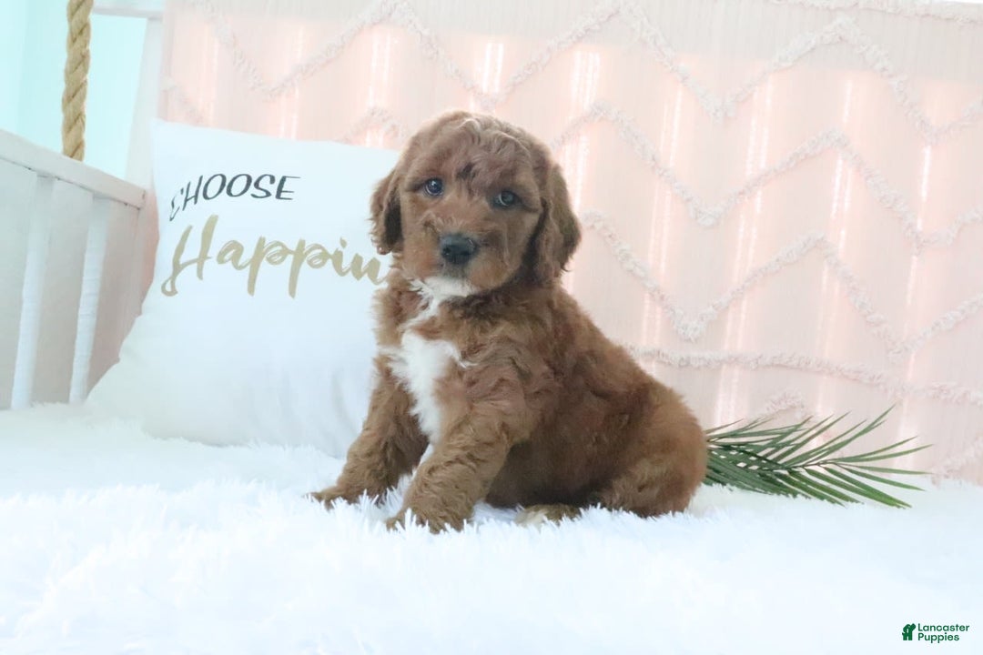 Goldendoodle dogs for sale: Sommer - Image 4