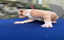 American Bully dogs for sale: Dime - Image 13