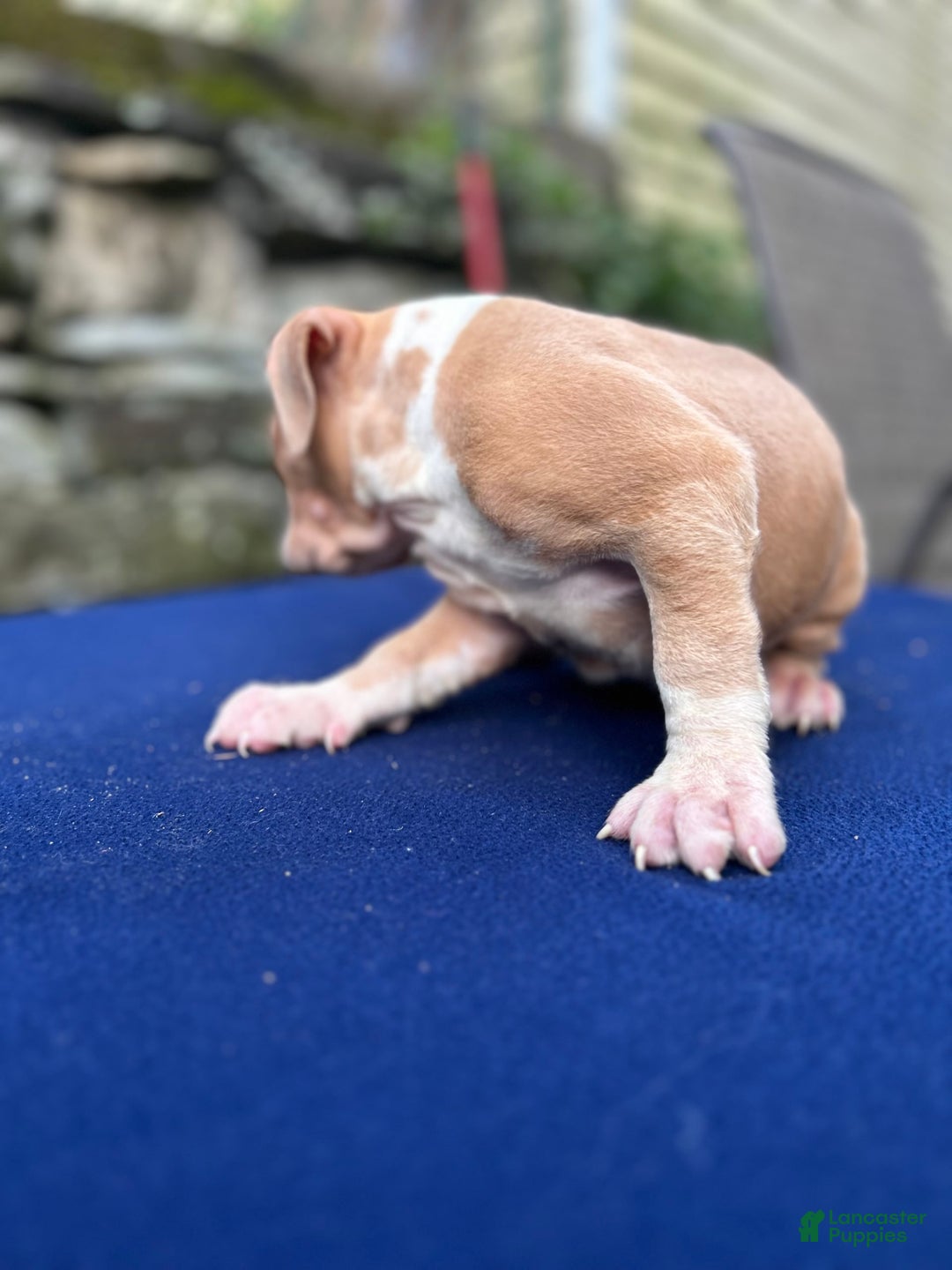 American Bully dogs for sale: Dime - Image 13