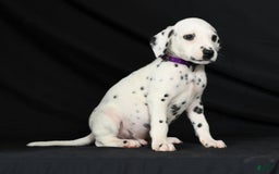 Dalmatian dogs for sale: Max - Image 5