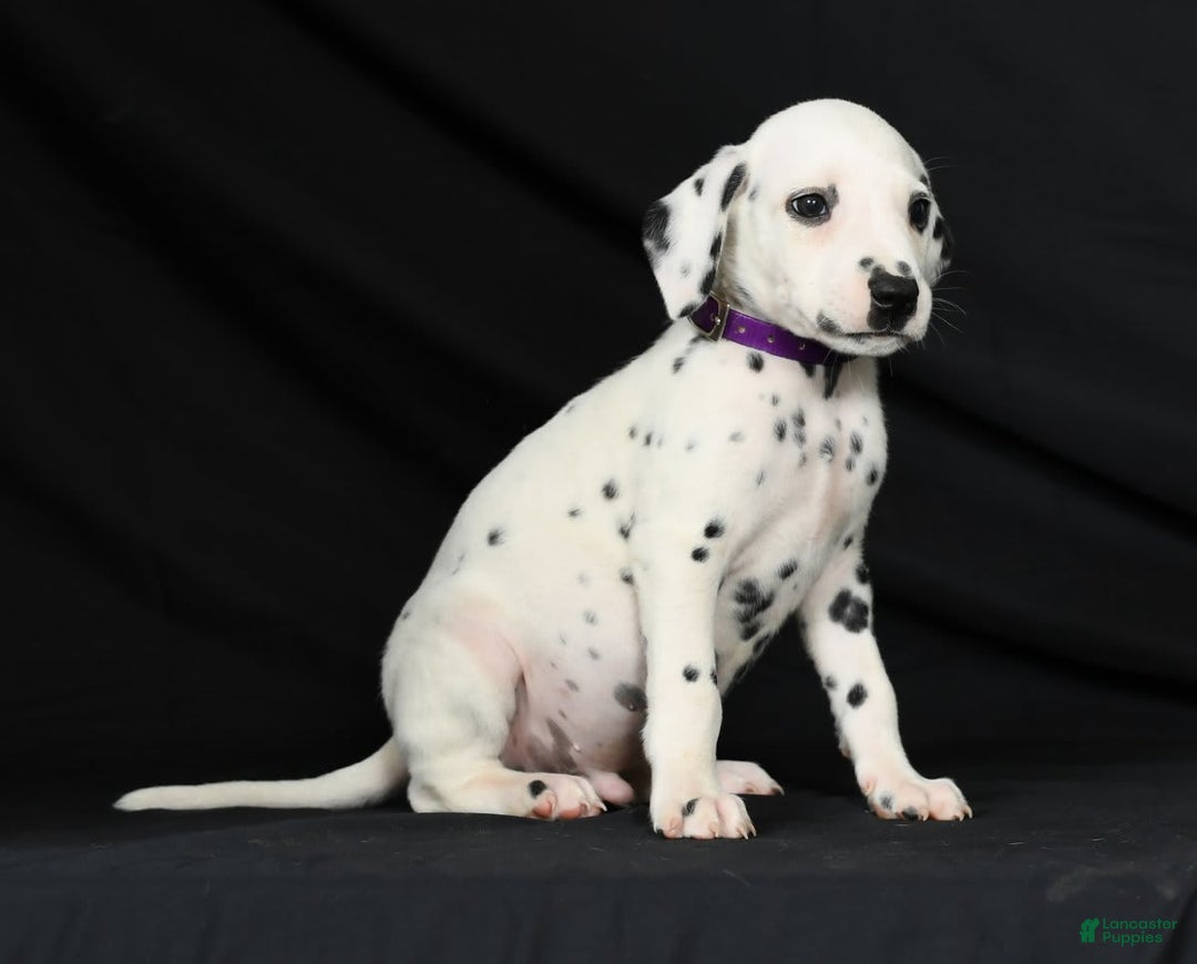 Dalmatian dogs for sale: Max - Image 5