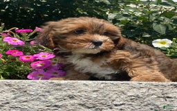 Lhasapoo dogs for sale: Jenny - Image 1