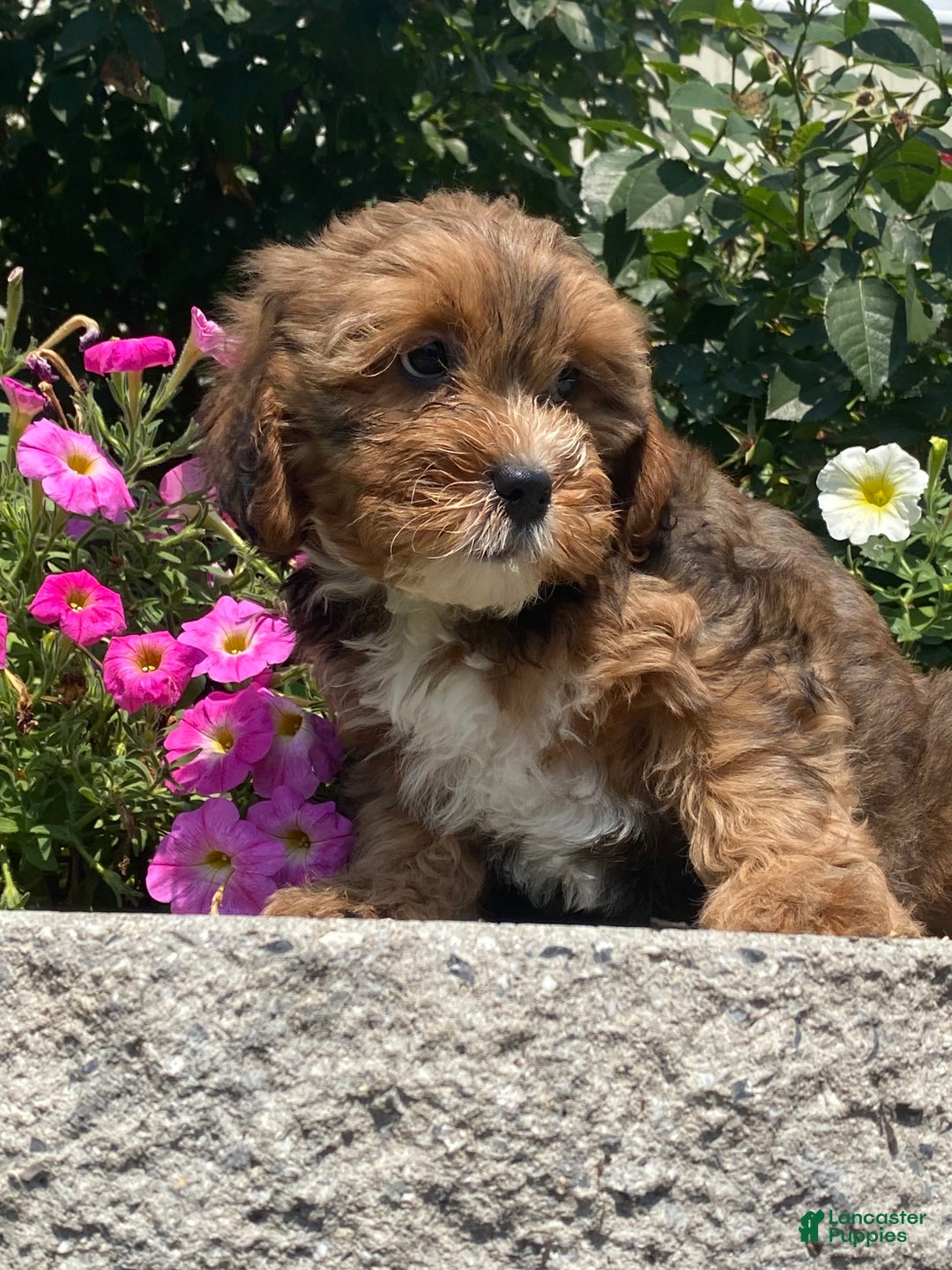 Lhasapoo dogs for sale: Jenny - Image 1