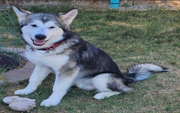 Alaskan Malamute dogs for sale: Powa - Image 2