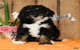 Bernedoodle dogs for sale: Delores - Image 1